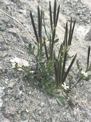 Cardamine resedifolia