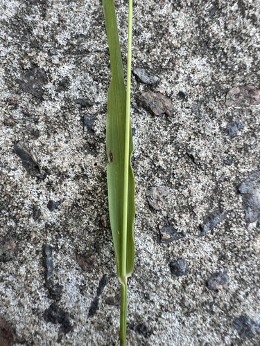Foto de Capim-dos-jardins