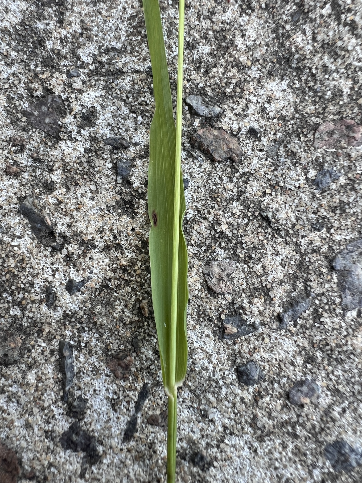 Imagem de Capim-dos-jardins