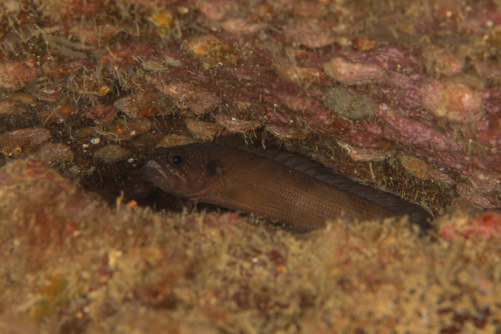 Stout Rockfish