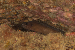 Stout Rockfish photo 1