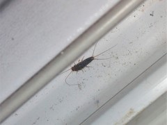 Ctenolepisma lineatum