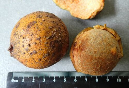 Image of Beilschmiedia Bancroftii (Beilschmiedia bancroftii) by (c) Wairambar Rainforest, some rights reserved (CC BY)