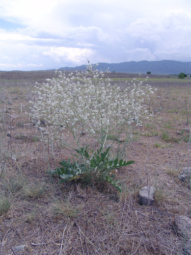 Crambe juncea