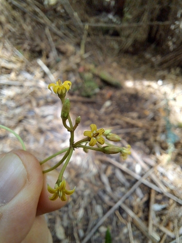 Image of Parsonsia brownii by (c) Corey O'Brien, some rights reserved (CC BY)