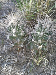 Coryphantha macromeris macromeris
