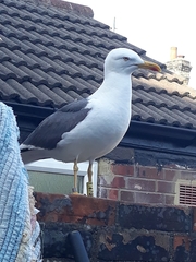Larus fuscus