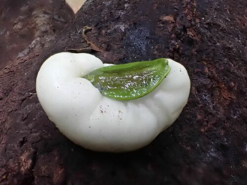 Buff beech (Irvingbaileya australis)