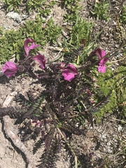 Pedicularis kerneri