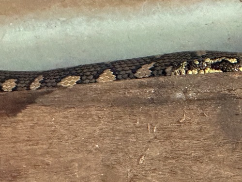 Coastal Carpet Python sighting