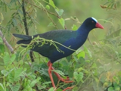 Porphyrio alleni