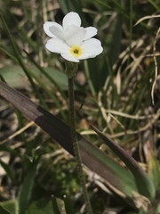 Androsace obtusifolia