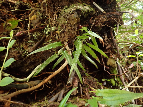 Davallia angustata observed 2024-03-17