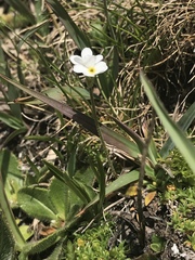Androsace obtusifolia
