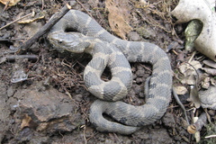 Nerodia sipedon