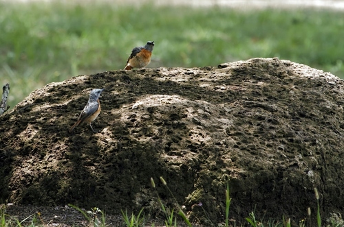 Miombo Rock Thrush (Monticola angolensis), photo 10
