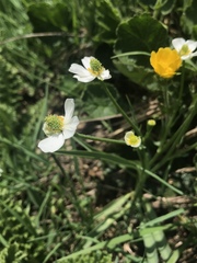 Ranunculus kuepferi