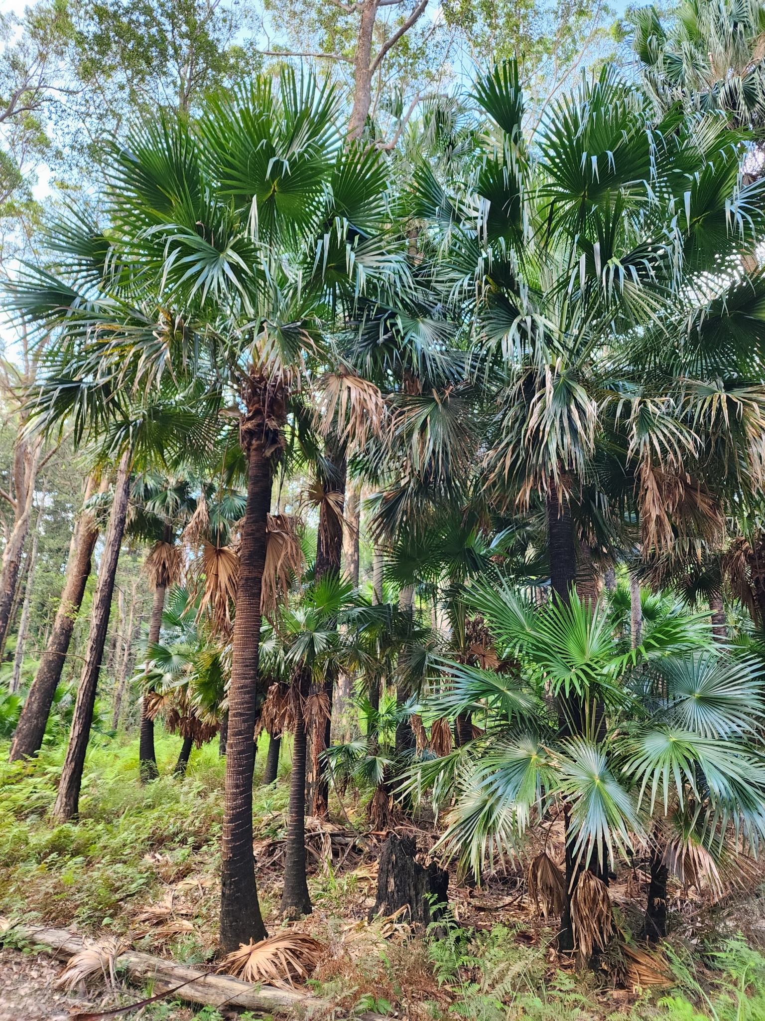Imagem de Palmeira-leque-australiana