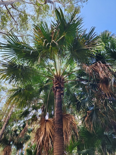 Palmeira-leque-australiana