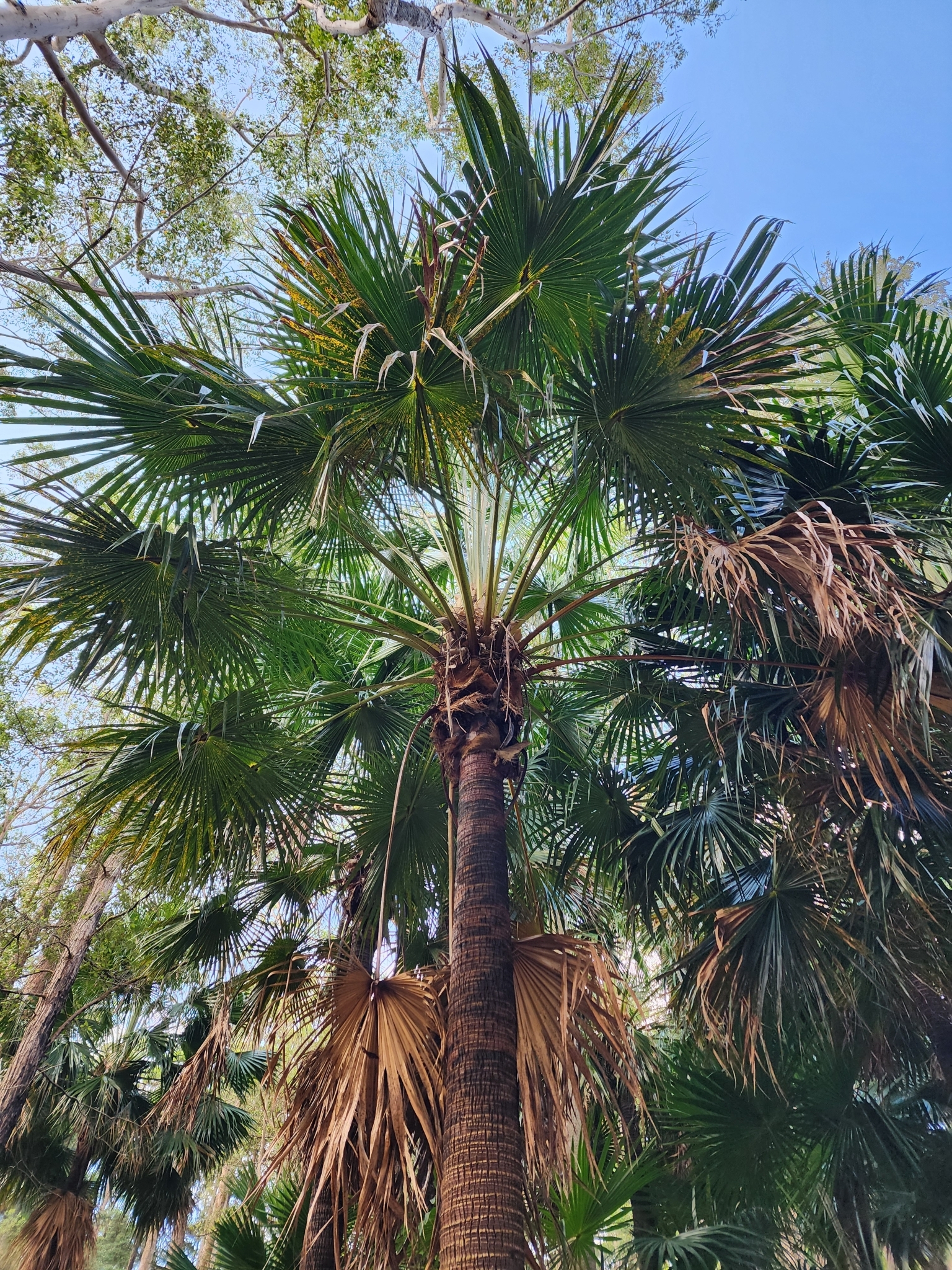 Imagem de Palmeira-leque-australiana