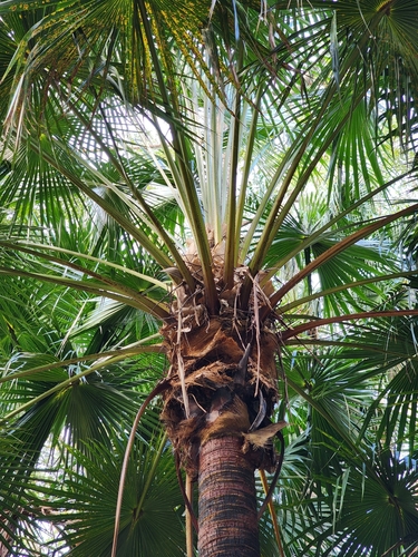 Foto de Palmeira-leque-australiana