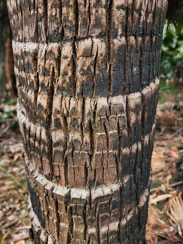 Foto de Palmeira-leque-australiana