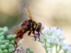 Milesia crabroniformis