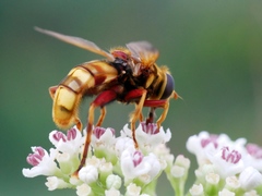 Milesia crabroniformis