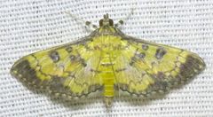 Diacme mopsalis