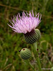 Cirsium nuttallii