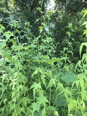 Ripariosida hermaphrodita