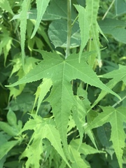 Ripariosida hermaphrodita