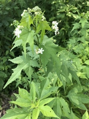 Ripariosida hermaphrodita