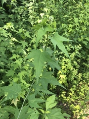 Ripariosida hermaphrodita