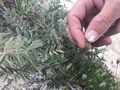 Astragalus australis