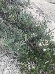 Astragalus australis