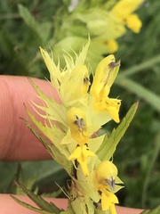 Rhinanthus glacialis