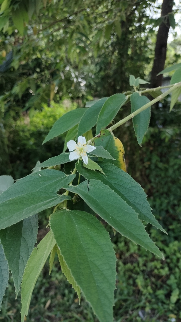 Foto de Calabura