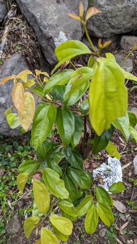 Cryptocarya chinensis iNat (3)