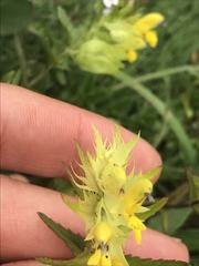 Rhinanthus glacialis