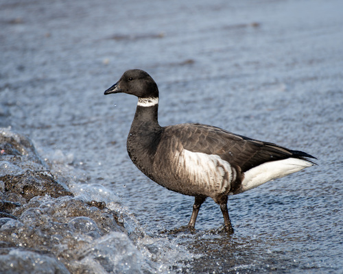 Brant Goose