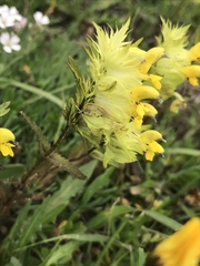 Rhinanthus glacialis