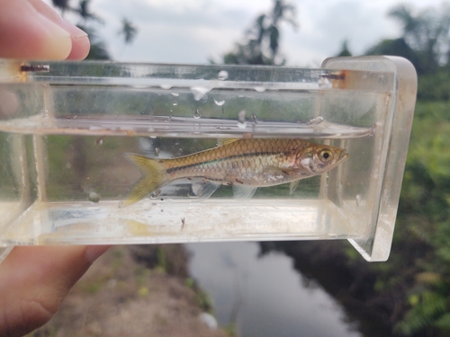 Silver rasbora (Rasbora argyrotaenia) — Cyprinidae — 5