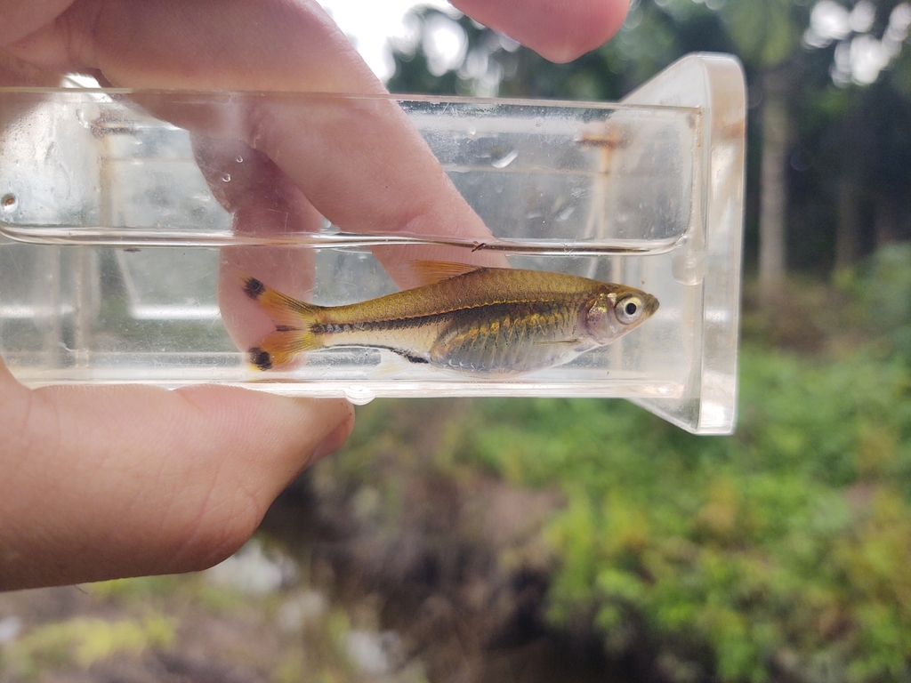 Scissortail Rasbora (Rasbora trilineata)