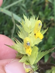 Rhinanthus glacialis