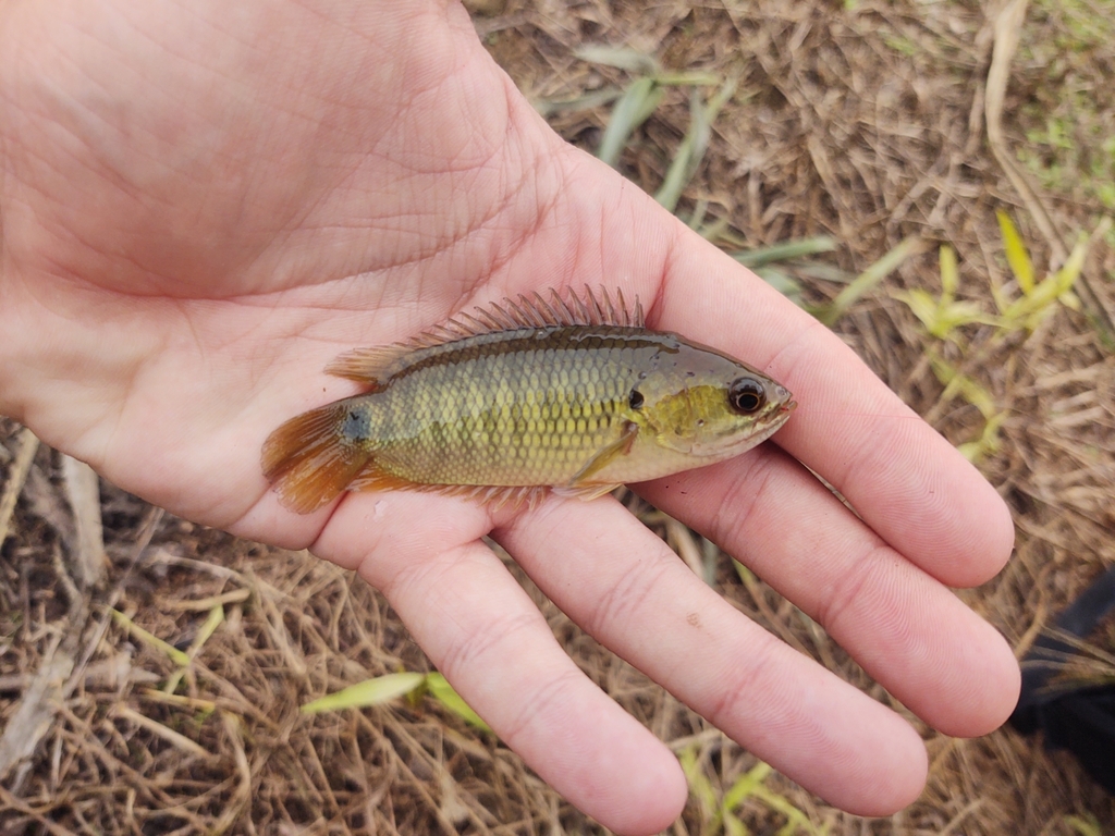 Climbing Perch (Anabas testudineus)