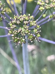 Laserpitium gaudinii