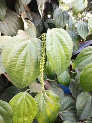 Black Pepper