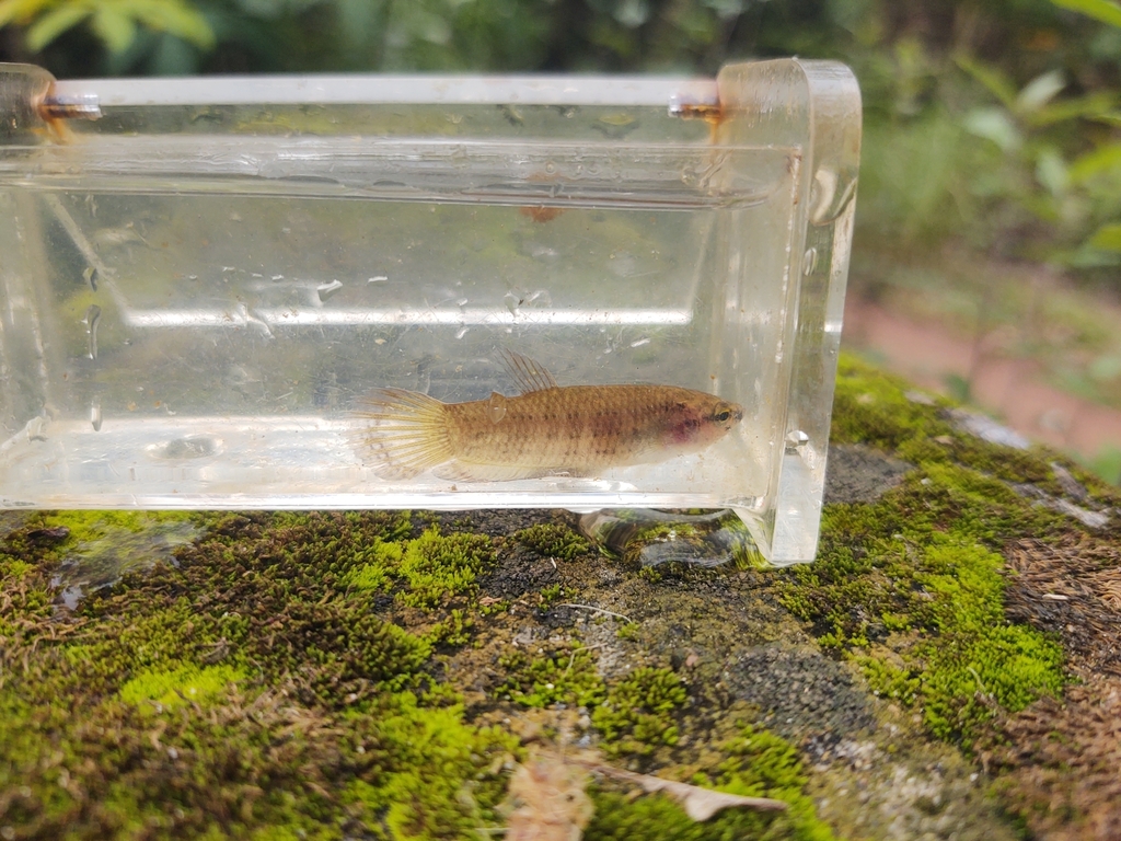 Edith's Mouthbrooder (Betta edithae)