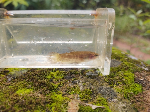 Betta edithae